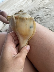 Sinistrofulgur sinistrum