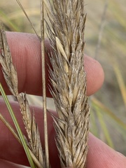 Ammophila arenaria