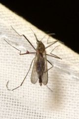 Aedes japonicus