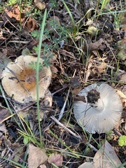Russula amoenolens