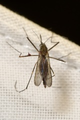 Aedes japonicus