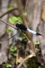 Orthetrum triangulare