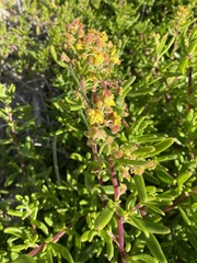 Tetragonia fruticosa