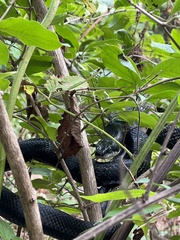 Pantherophis alleghaniensis