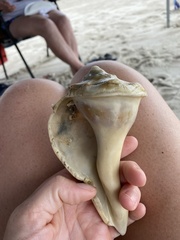 Sinistrofulgur sinistrum