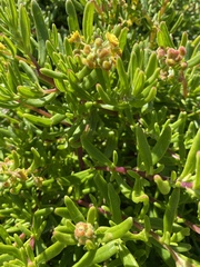 Tetragonia fruticosa