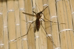 Aedes japonicus