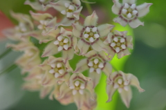 Funastrum cynanchoides