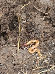 Geophilidae