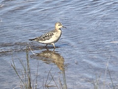 Calidris subruficollis