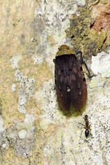 Penthicodes atomaria