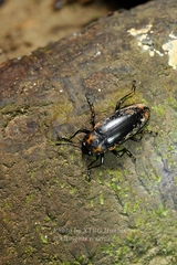 Erotylidae