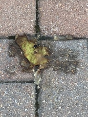 Dolichovespula maculata