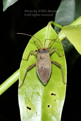 Aspilosterna valida