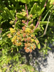 Tetragonia fruticosa