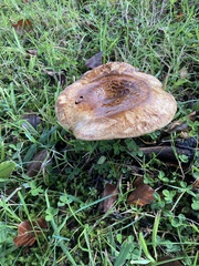 Paxillus