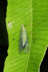 Dictyopharinae