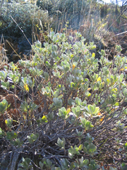 Geranium cuneatum tridens