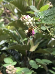 Dinagapostemon sicheli