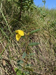 Chamaecrista fasciculata