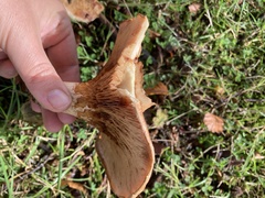 Paxillus