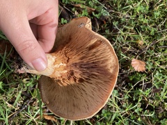 Paxillus