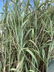 Arundo