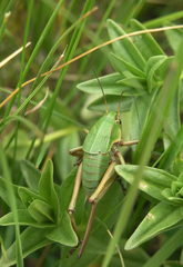Psorodonotus venosus