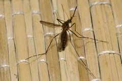 Aedes japonicus