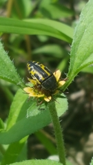 Acmaeodera scalaris