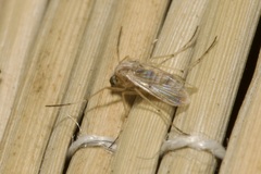 Chironomidae