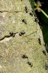 Polyrhachis