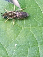 Halictus confusus