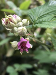 Rubus niveus