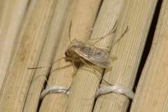 Chironomidae