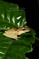 Polypedates megacephalus