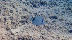 Diplodus vulgaris