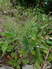 Artemisia japonica