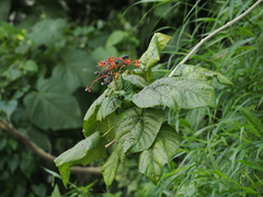 Clerodendrum japonicum