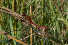 Sympetrum