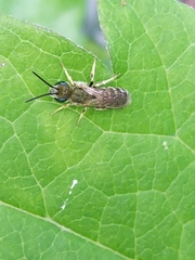 Halictus confusus