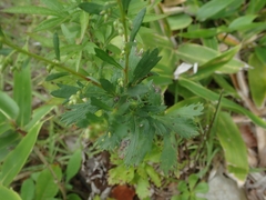 Artemisia japonica