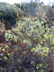 Geranium cuneatum tridens