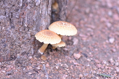 Heliocybe