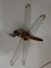 Urothemis signata