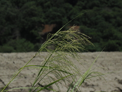 Phragmites karka