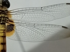 Urothemis signata