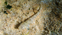 Gobius incognitus