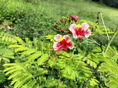 Caesalpinia