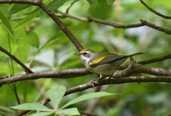 Vermivora chrysoptera